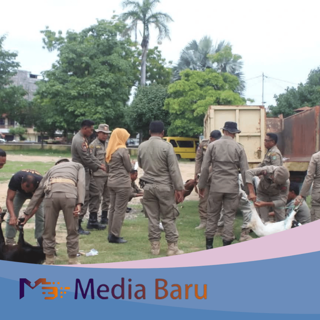 Kambing Berkeliaran di Tengah Kota Ditangkap Pol PP